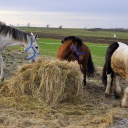 Stadniny i jazda konna Brzyszów 3