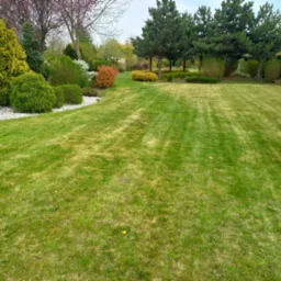 Rozległy trawnik z widocznymi pasami po koszeniu, otoczony różnorodną roślinnością ozdobną, w tym iglakami, krzewami liściastymi i drzewami; na pierwszym planie fragment rabaty wysypanej białym...