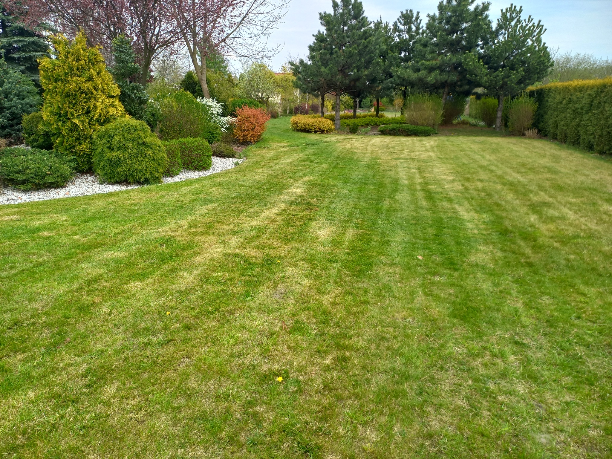 Rozległy trawnik z widocznymi pasami po koszeniu, otoczony różnorodną roślinnością ozdobną, w tym iglakami, krzewami liściastymi i drzewami; na pierwszym planie fragment rabaty wysypanej białym...