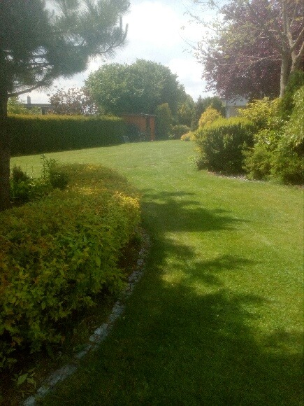 Zadbany trawnik w Mikołowie, z równo przystrzyżoną trawą i ozdobnymi krzewami wzdłuż ścieżki, w tle widoczne drzewa i budynek.