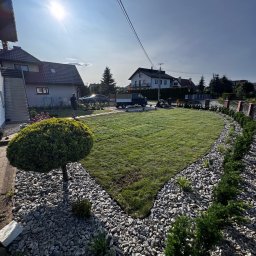 MANDRAGORA KAROL JAGNICKI - Ułożony trawnik z rolki, obsypany kamieniami ozdobnymi, z niskimi krzewami wzdłuż obrzeży. W tle domy i osoba pracująca w ogrodzie.