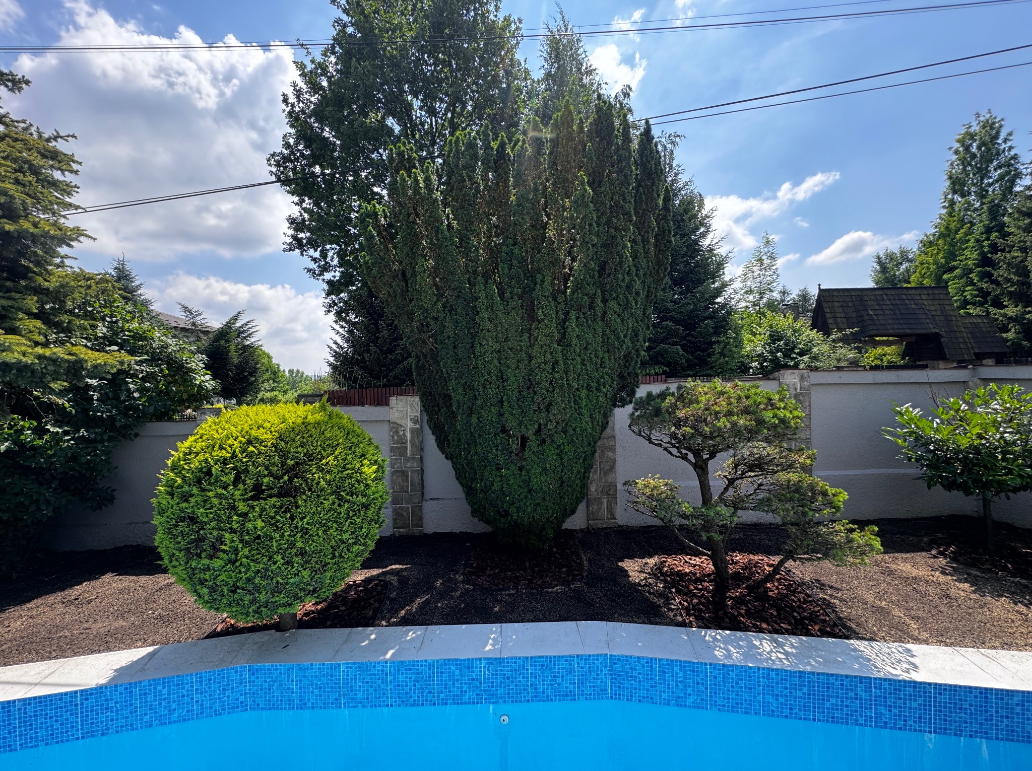 Ogród z różnorodną roślinnością, w tym kulista tuja, strzyżony iglak kolumnowy i bonsai, widok zza krawędzi basenu.