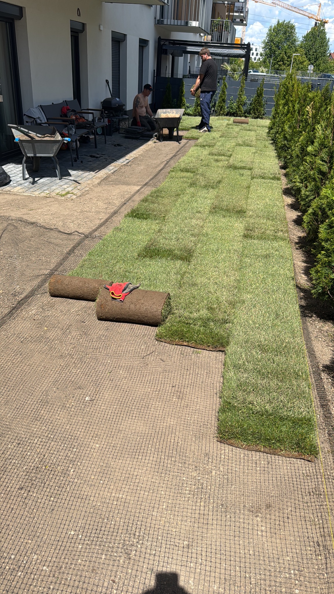 Rozkładanie trawy z rolki w ogrodzie przydomowym, widoczne rolki trawy i pracownicy podczas układania, tuje wzdłuż ogrodzenia.