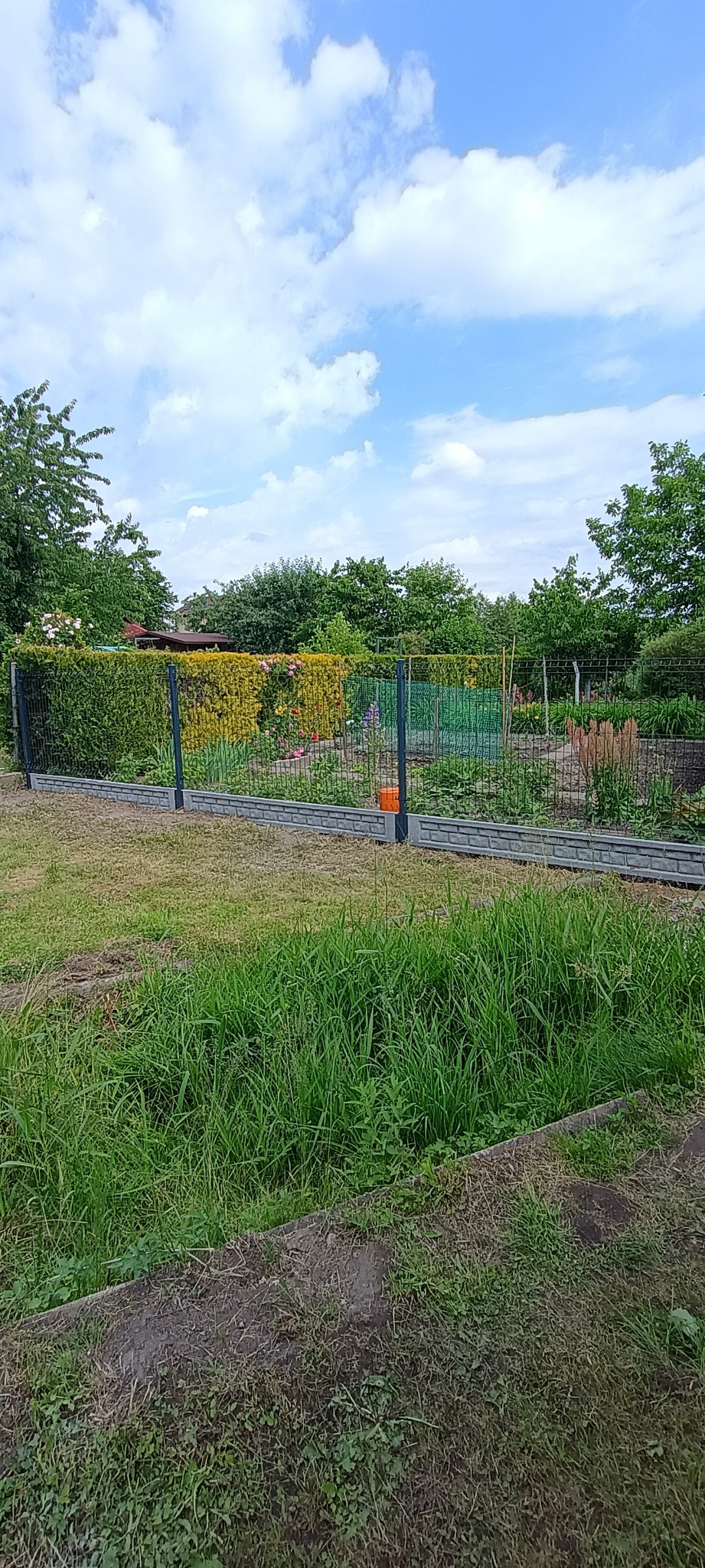 Nowoczesne ogrodzenie panelowe z podmurówką betonową, widok na zarośnięty ogród z tujami i kwiatami w tle, pochmurne niebo.