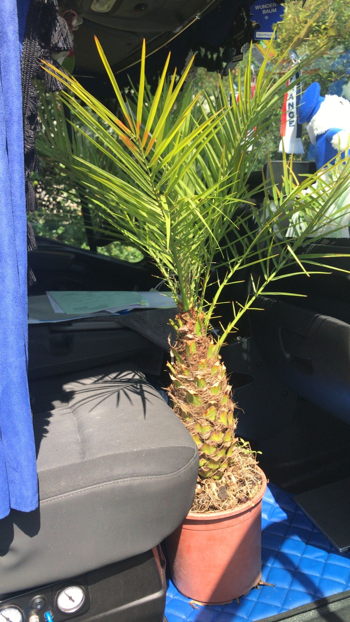 Taką piękna Panią zabraliśmy z Hiszpanii 🥰