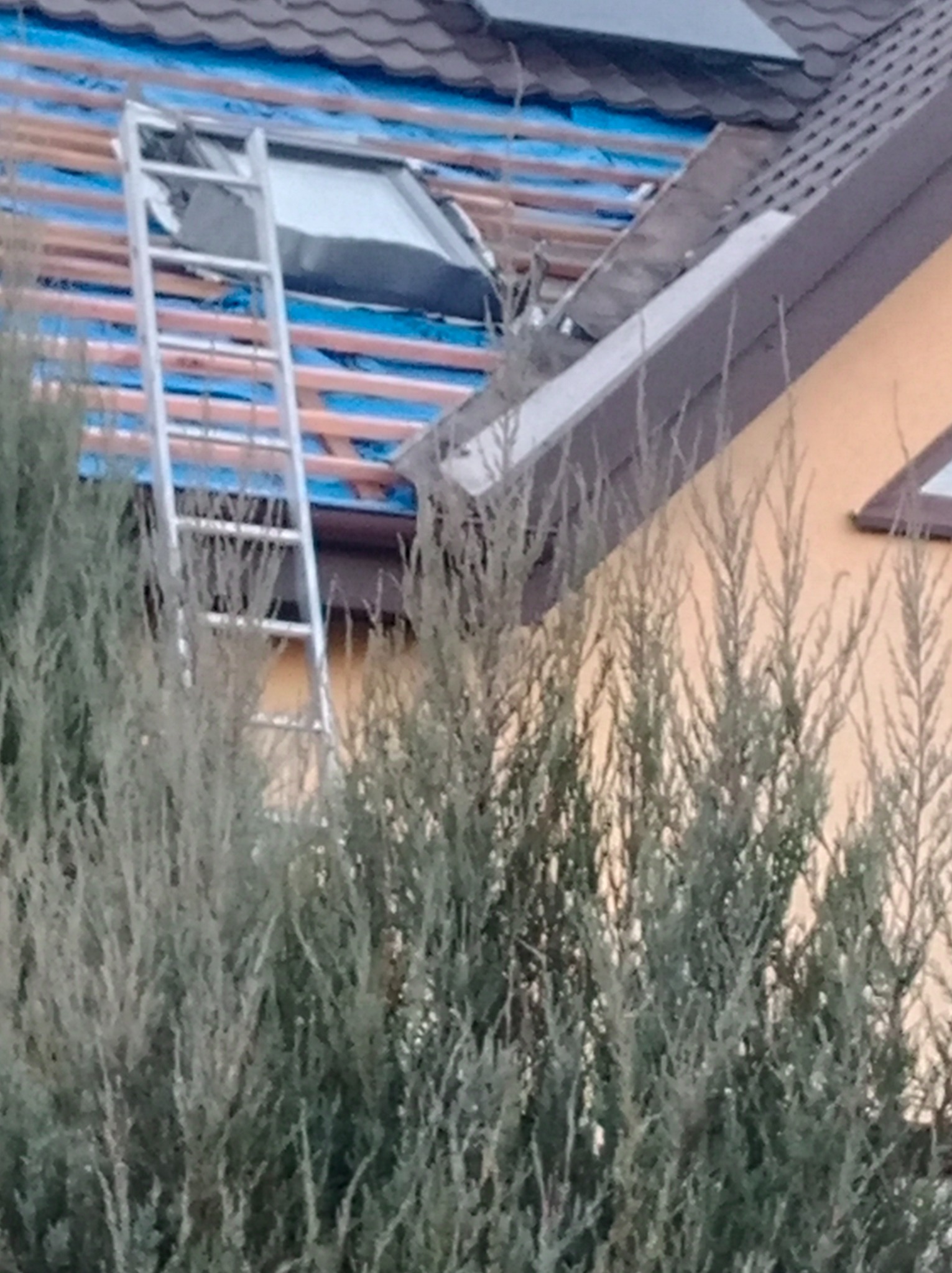 Niedokończona naprawa dachu z widoczną łatą, folią ochronną i drabiną, częściowo zasłonięta przez krzewy.