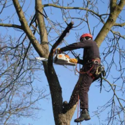 Arborysta w kasku i uprzęży, tnący gałąź piłą spalinową Stihl na tle błękitnego nieba, widać opiłki drewna.