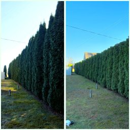 Wycinka drzew Bochnia 3