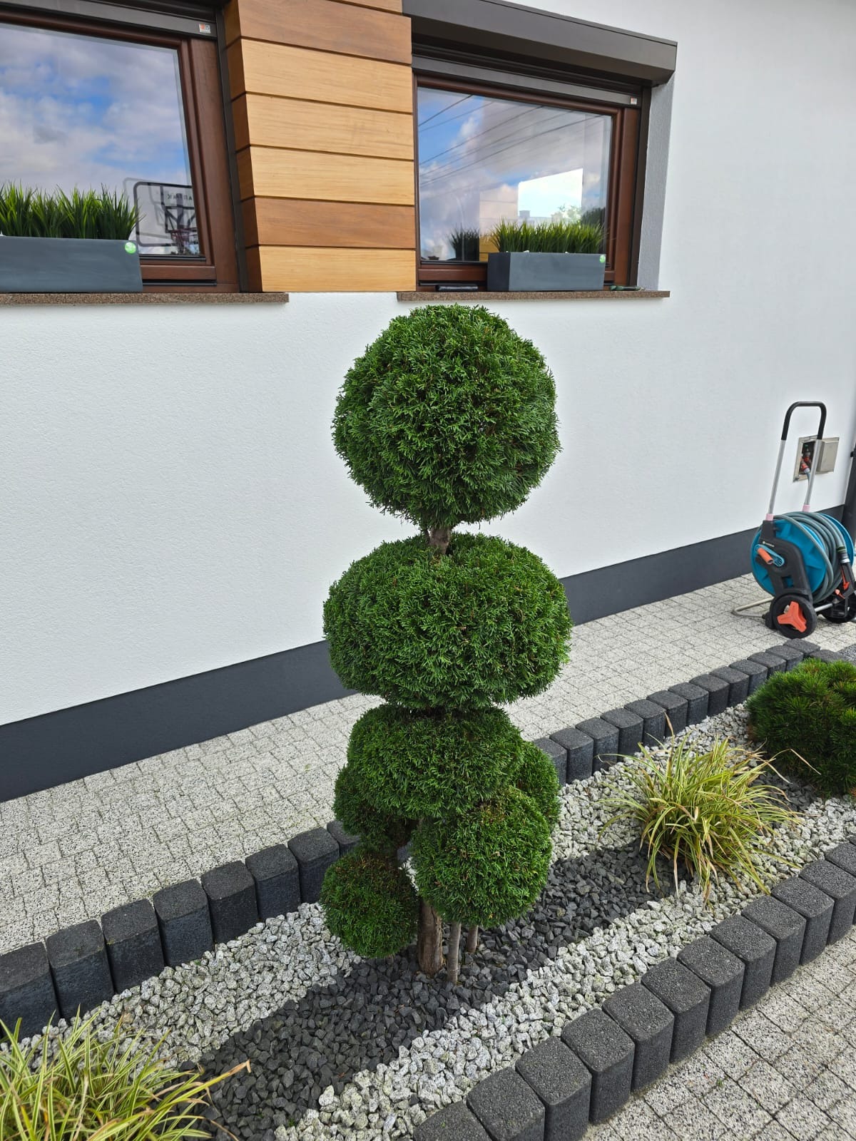 Ogród z formowanym drzewem kulistym na tle białej ściany budynku. Widoczne okna z doniczkami, obrzeża z kostki i kamienny żwir. W tle wąż ogrodowy.