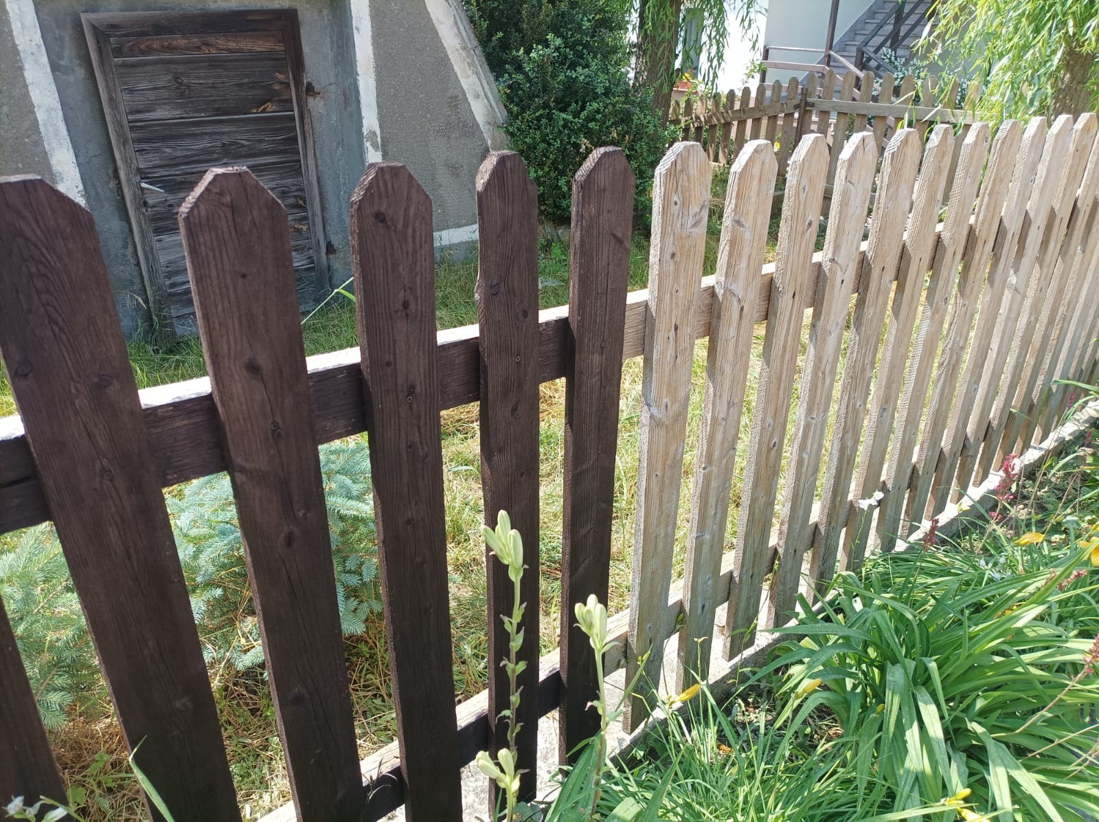 Fragment drewnianego płotu sztachetowego, z lewej strony pomalowany na ciemny brąz, z prawej surowe drewno, w tle zielona roślinność i budynek gospodarczy.