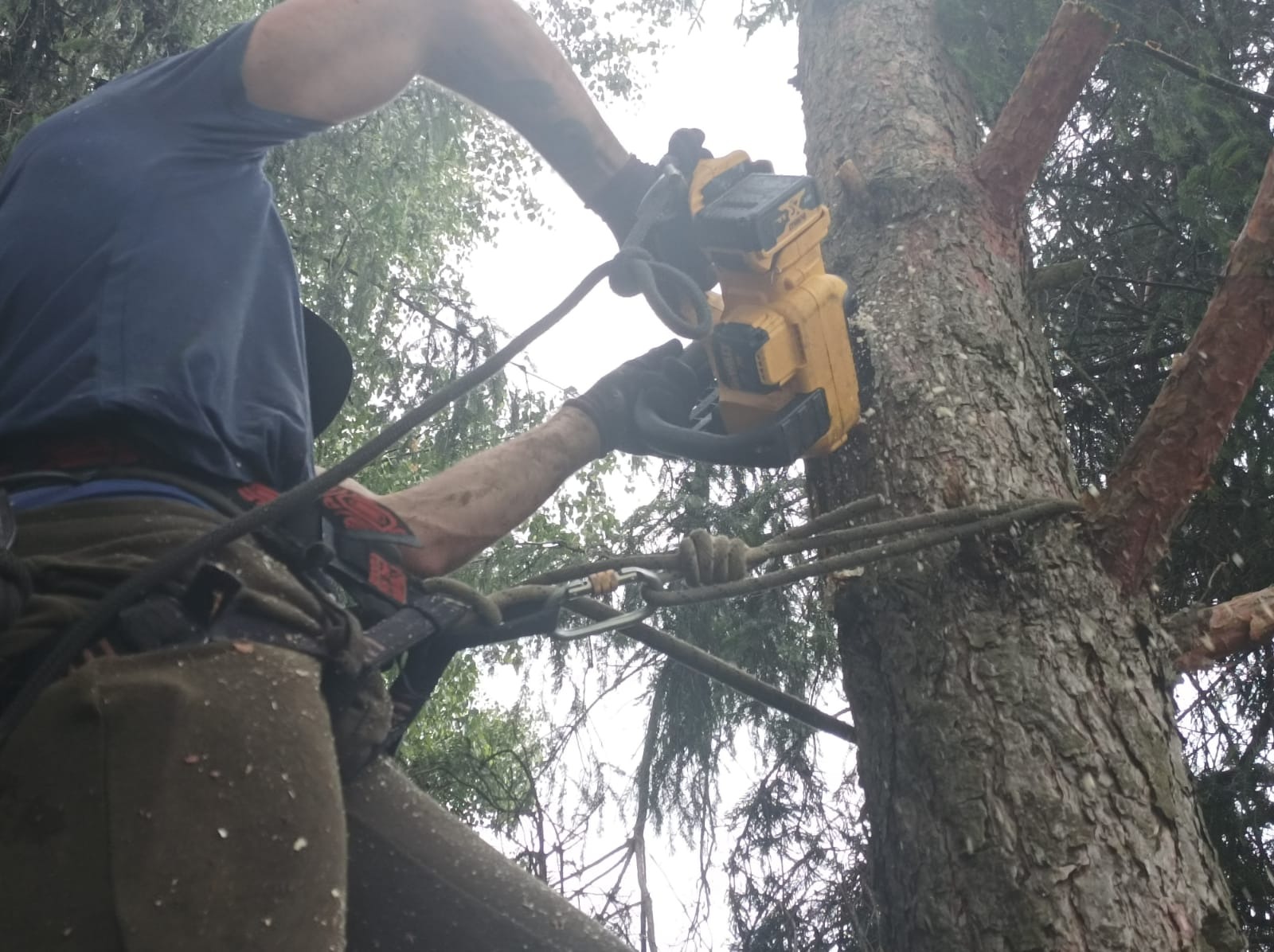 Arborysta w uprzęży tnący gałęzie drzewa piłą łańcuchową, zabezpieczony linami, z widocznymi trocinami.