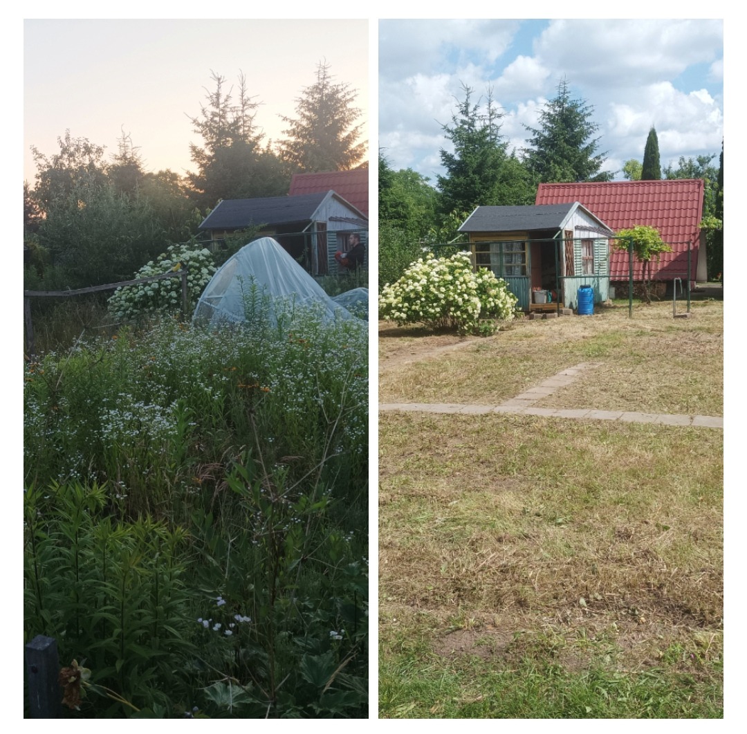 Porównanie ogrodu przed i po: Zarośnięta działka z chwastami i warzywnikiem pod folią kontra wypielęgnowany trawnik z ozdobnymi krzewami hortensji i małą altaną.