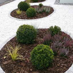 Zielony Zakątek - Okrągłe rabaty z bukszpanami, wrzosami i ozdobnymi trawami, wysypane korą, otoczone granitową kostką i białym grysem.