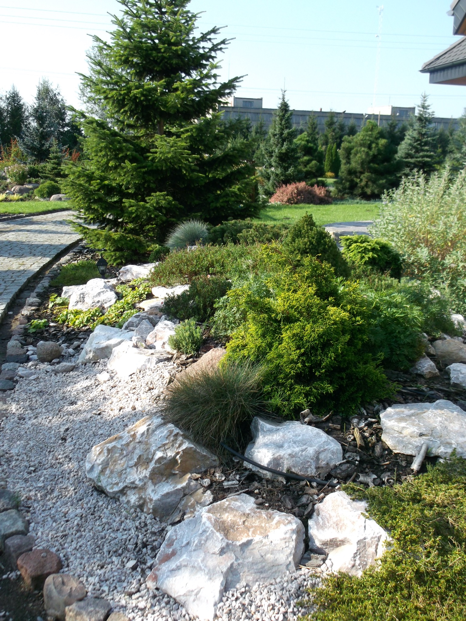 Ogród z różnorodnymi iglakami, kamieniami i żwirem, z widoczną ścieżką z kostki brukowej i budynkiem w tle.