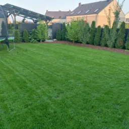 Perfekcyjnie przystrzyżony trawnik z widocznymi pasami po koszeniu, otoczony tujami i młodymi drzewami, z trampoliną w tle i domami w oddali.