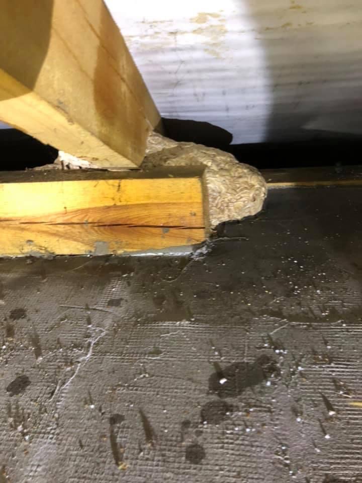 Gniazdo os przy drewnianej belce stropowej, widoczne ślady po oprysku środkiem owadobójczym na betonowej podłodze.