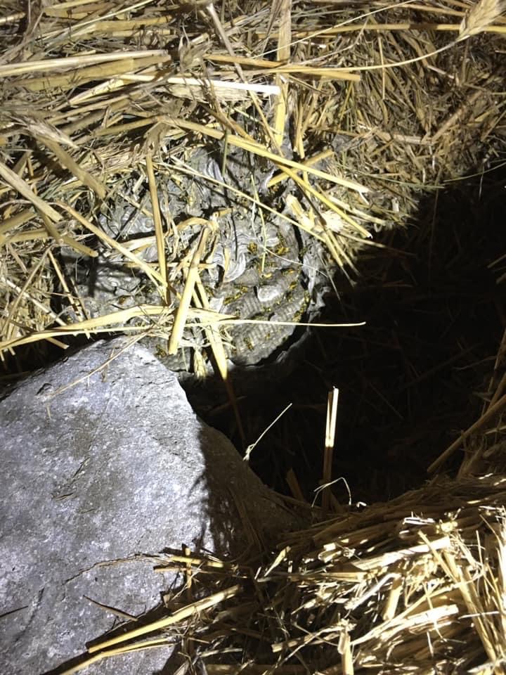 Gniazdo os w słomie, częściowo zakryte kamieniem, widoczne owady na powierzchni gniazda.