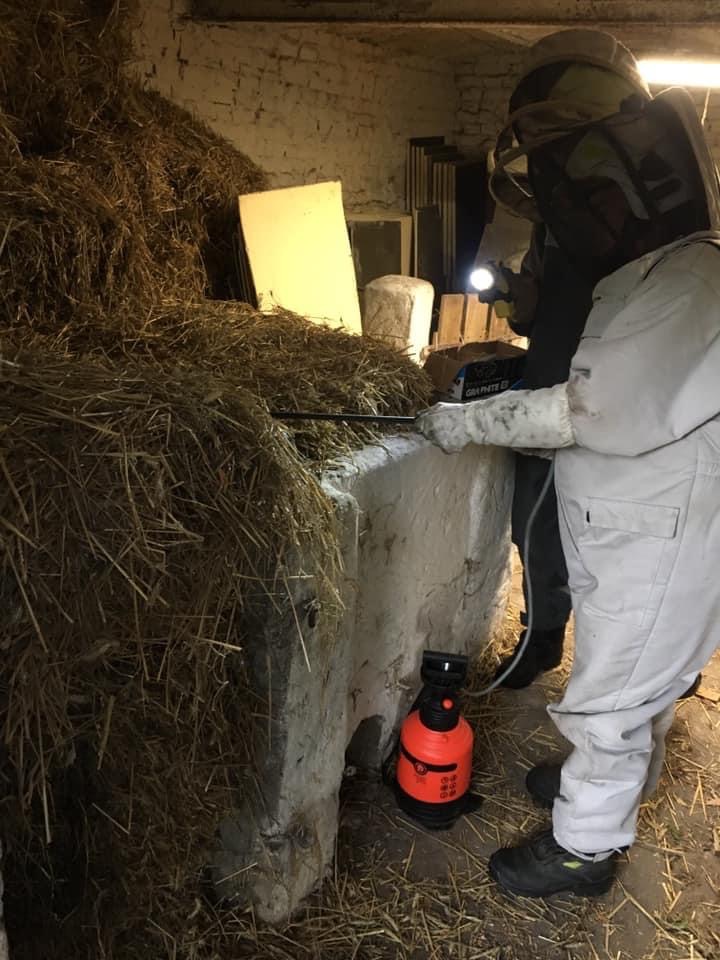 Osoba w kombinezonie ochronnym, oświetlająca latarką, aplikuje środek z rozpylacza do sterty siana wewnątrz budynku, prawdopodobnie w celu zwalczania szkodników.