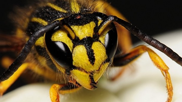Żółto-czarna osa w zbliżeniu, widoczne fasetkowe oczy i czułki na białym tle.