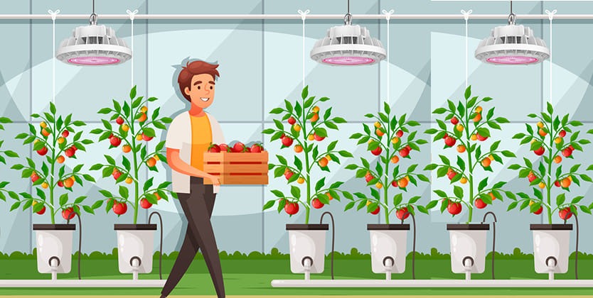 Ilustracja szklarni z pomidorami uprawianymi pod sztucznym światłem LED, mężczyzna niesie skrzynkę z pomidorami.