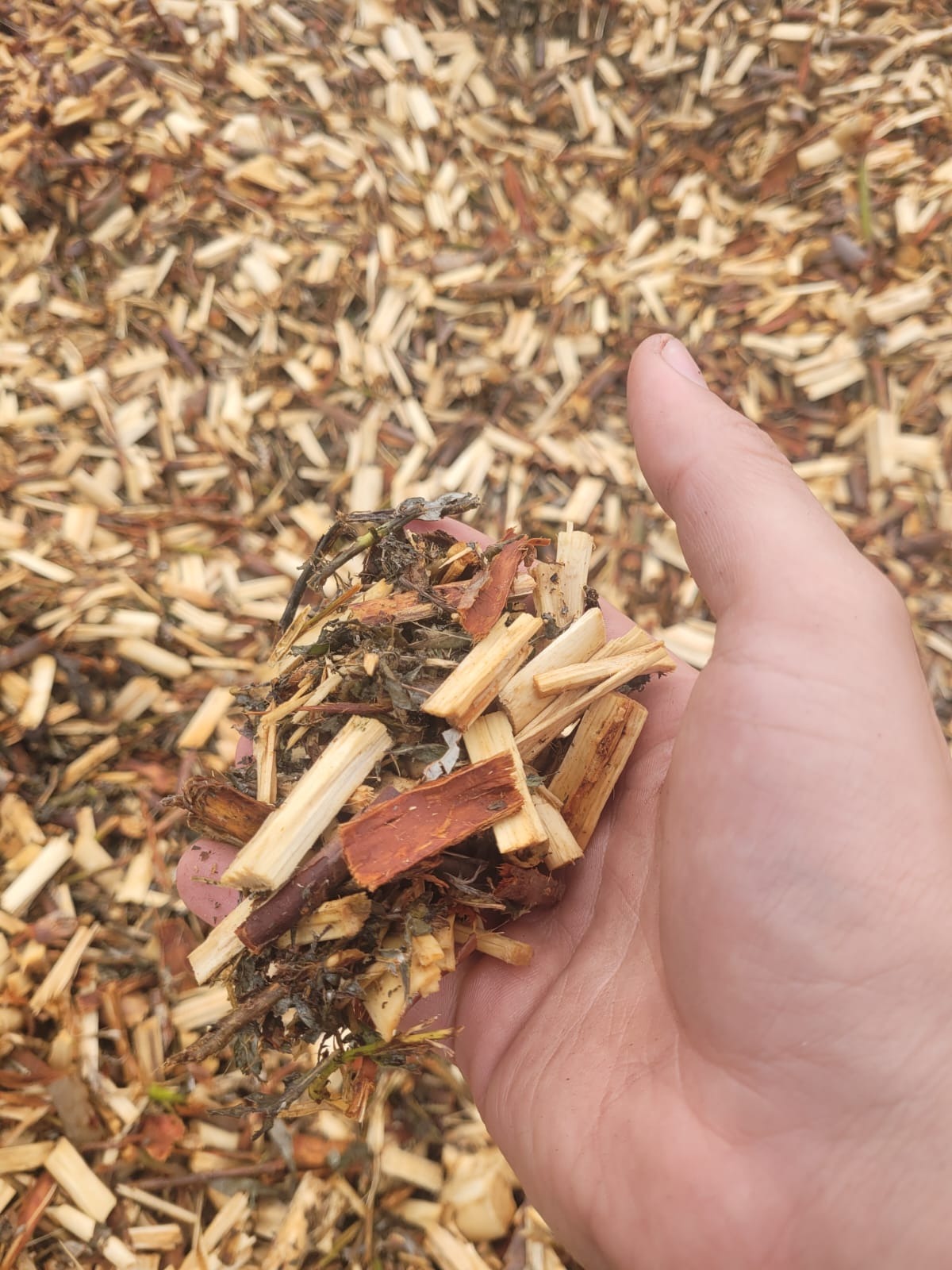 Dłoń trzyma garść zrębków drzewnych z domieszką igliwia i drobnych gałązek na tle rozłożonych zrębków.