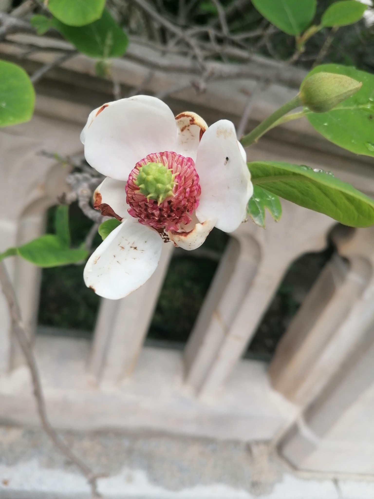 Magnolia z białymi płatkami i różowo-zielonym środkiem, sfotografowana na tle jasnych, architektonicznych elementów z motywem łuków.