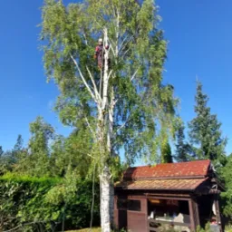 Arborysta w kasku i uprzęży, na linie, tnący gałęzie wysokiej brzozy na tle błękitnego nieba i przydomowego ogródka z altaną.