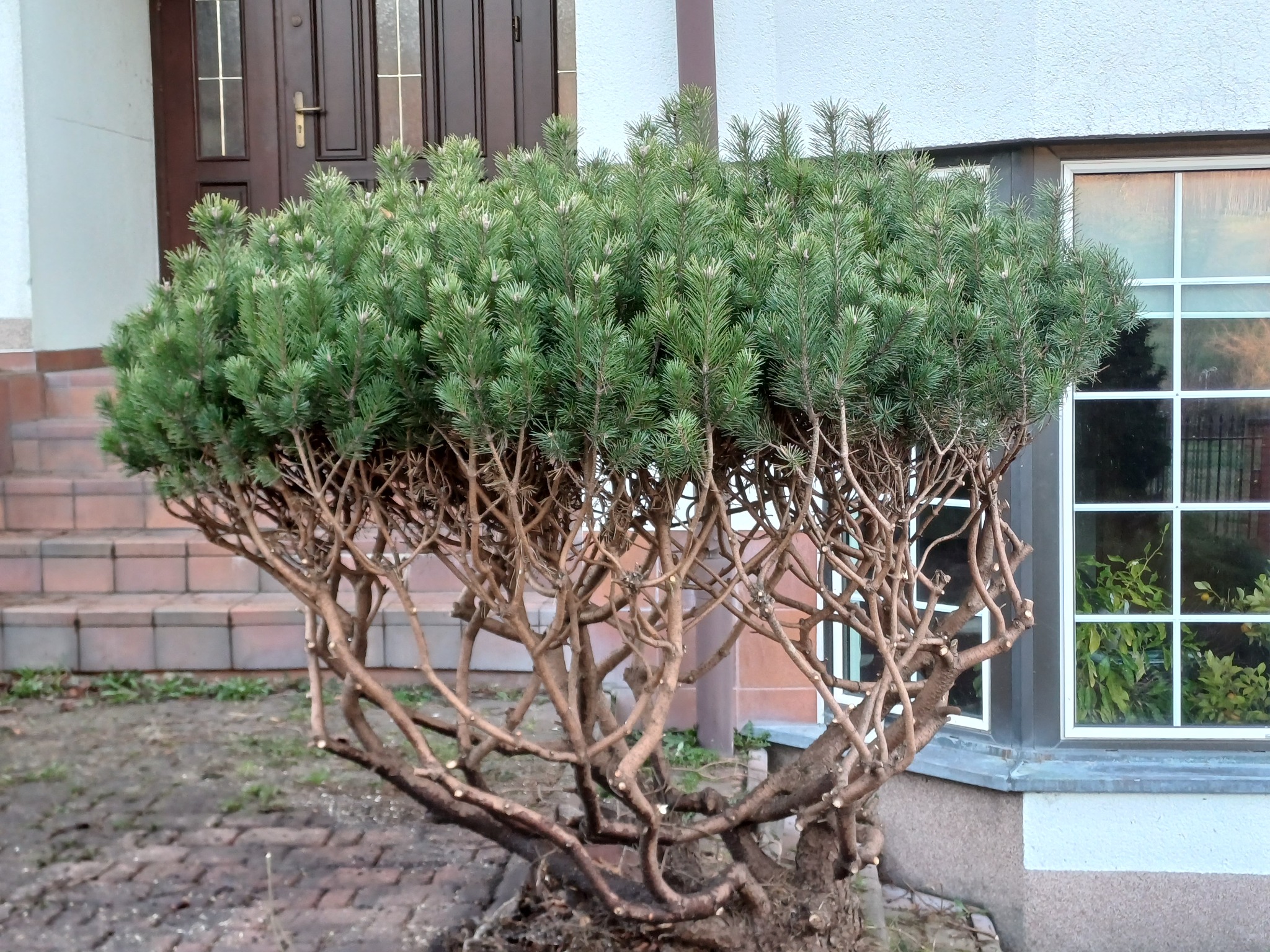 Nisko przycięta sosna karłowa w ogrodzie, z widocznymi śladami po cięciu gałęzi, na tle domu z brązowymi drzwiami i białym oknem.