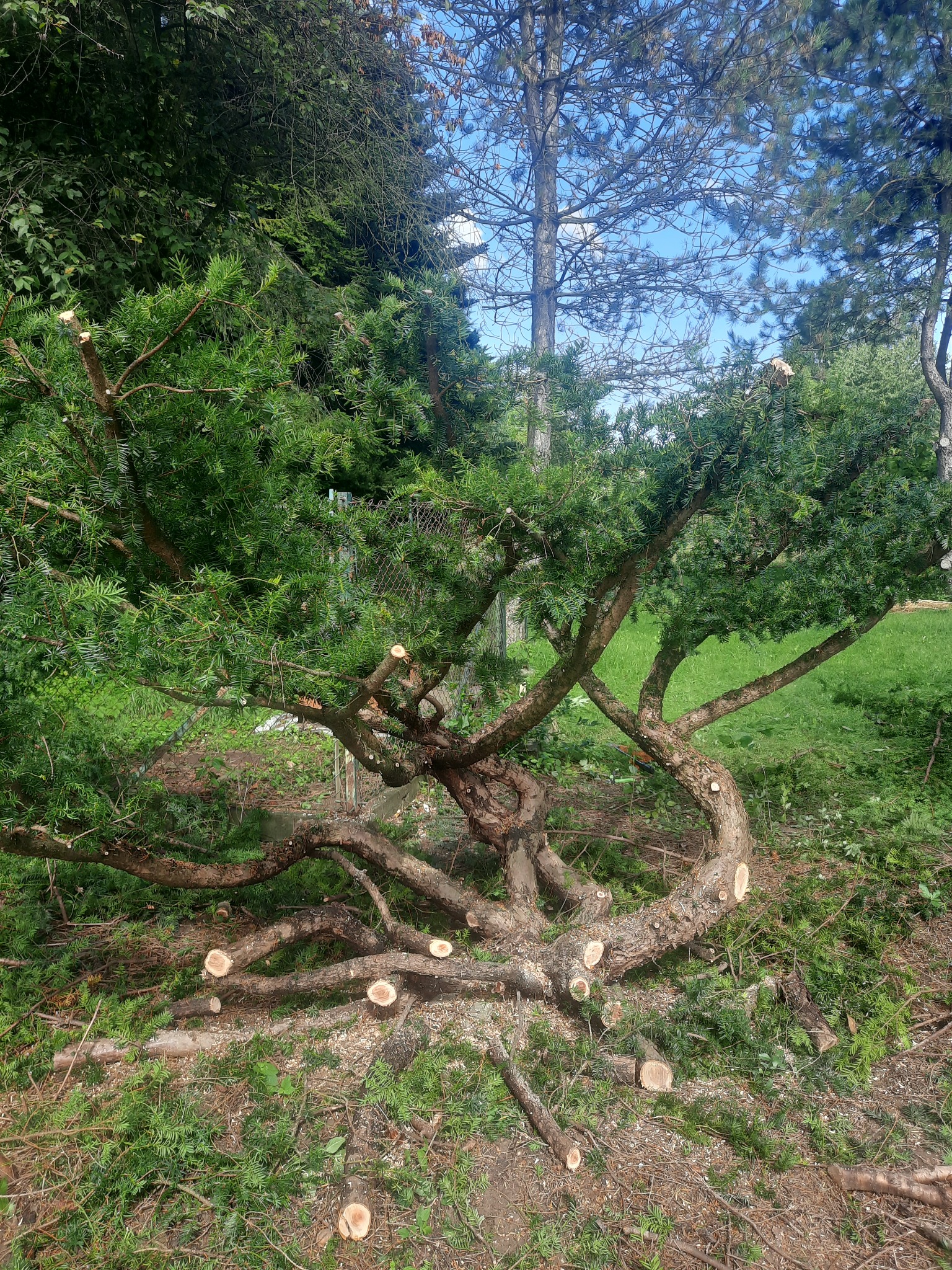 Przycięty krzew iglasty z widocznymi świeżymi cięciami gałęzi i leżącymi obok odciętymi fragmentami, na trawiastym podłożu.