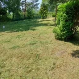 Świeżo skoszony trawnik z widocznymi śladami koszenia, pozostawiona ścięta trawa, w tle drzewa i krzewy.