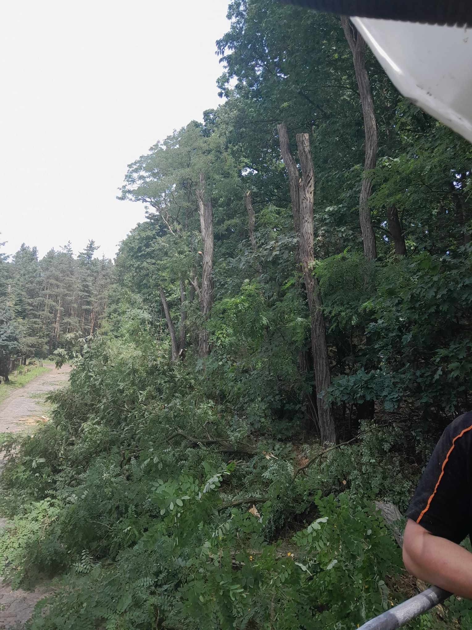 Częściowo ogołocone drzewa w lesie, widok z podnośnika koszowego, pozostałości po cięciu gałęzi na ziemi.