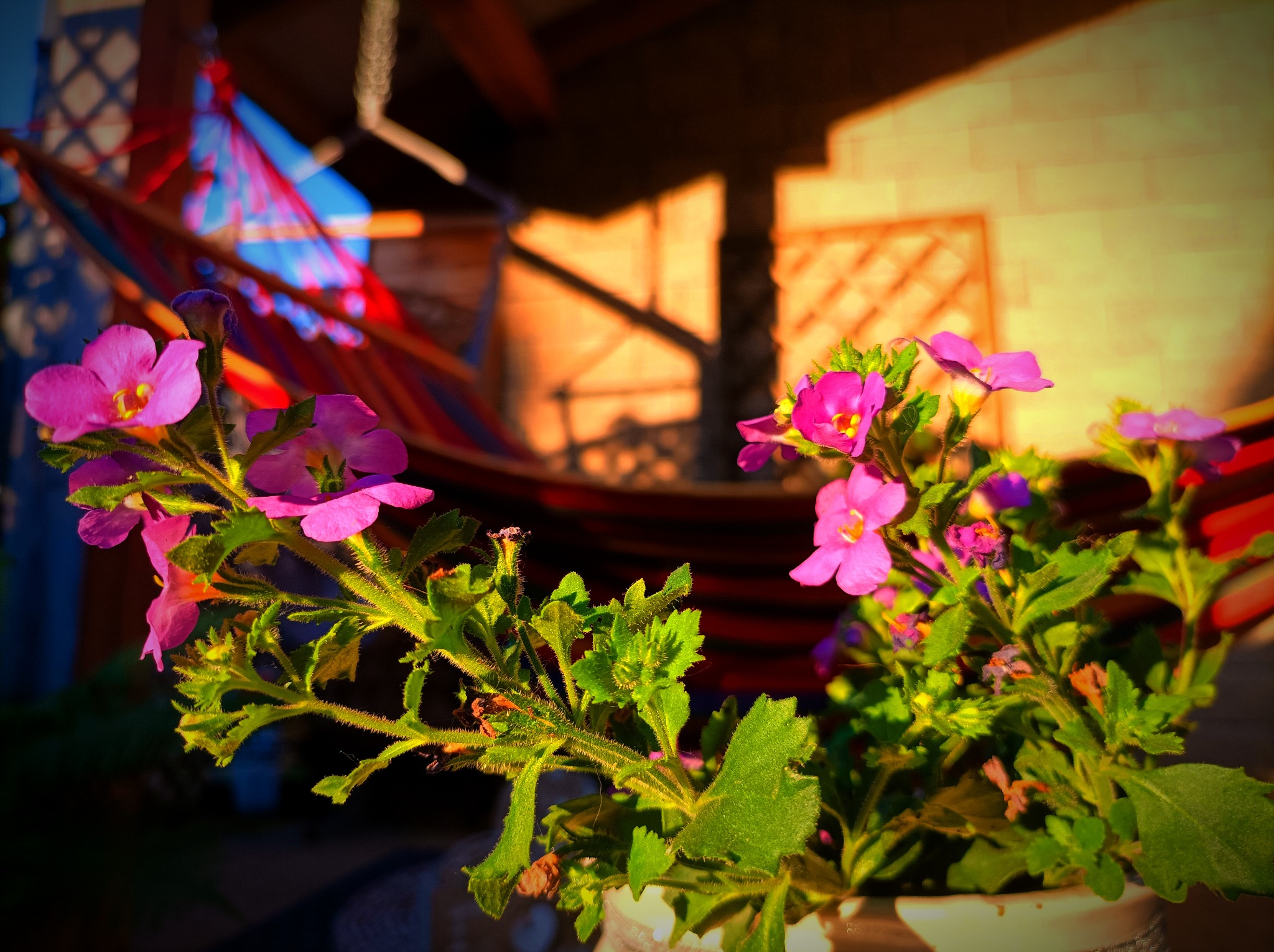 Kwitnące, fioletowe kwiaty w doniczce na tle rozmytego hamaka i ściany budynku w ciepłym świetle słonecznym.