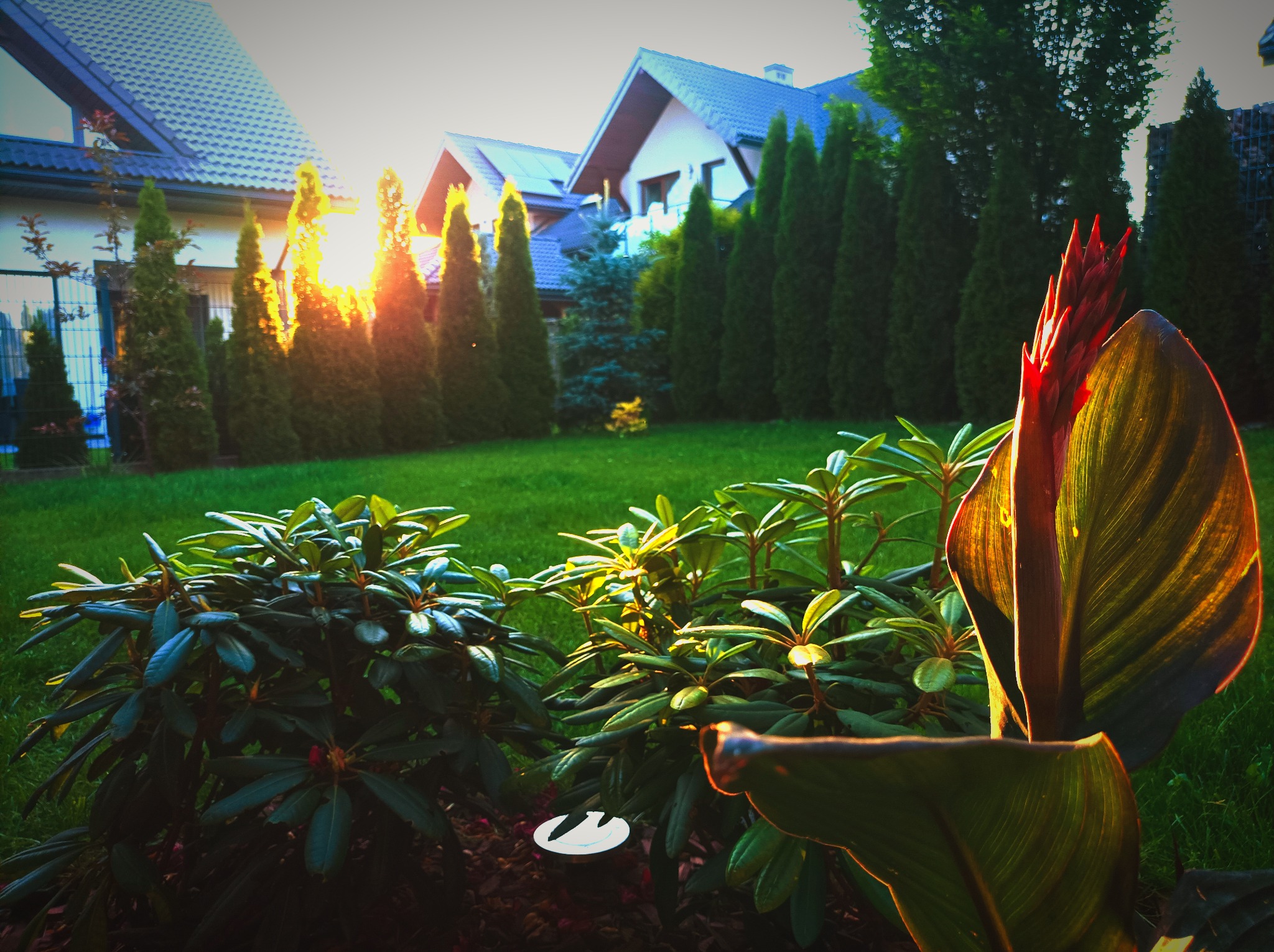 Kwitnąca kana indyjska i rododendrony w ogrodzie przydomowym oświetlone zachodzącym słońcem, w tle rząd wysokich, strzelistych tuj i domy z dachówką.