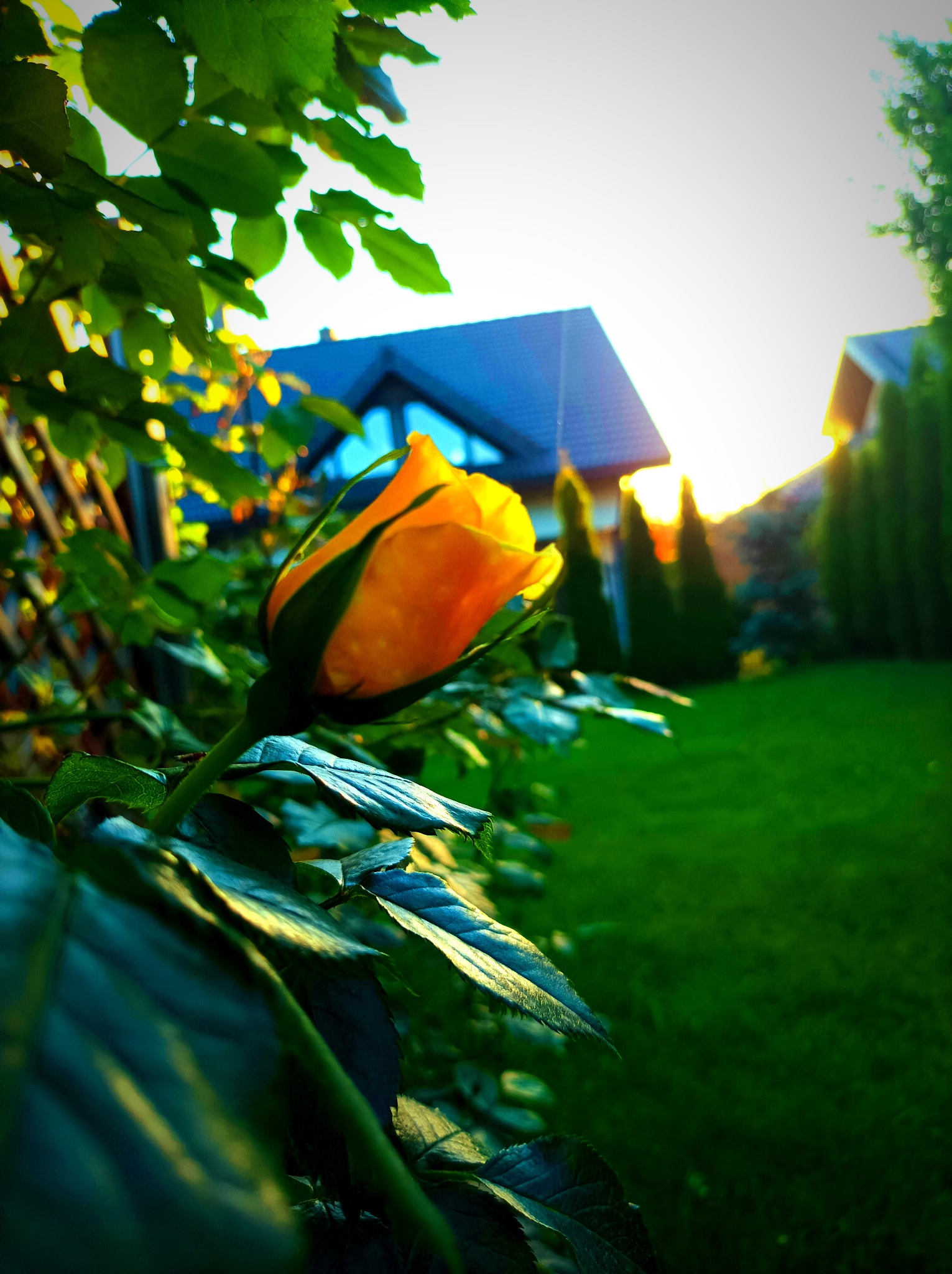 Żółty pąk róży w ogrodzie, na tle domu z ciemnym dachem i zielonego trawnika, oświetlony zachodzącym słońcem.