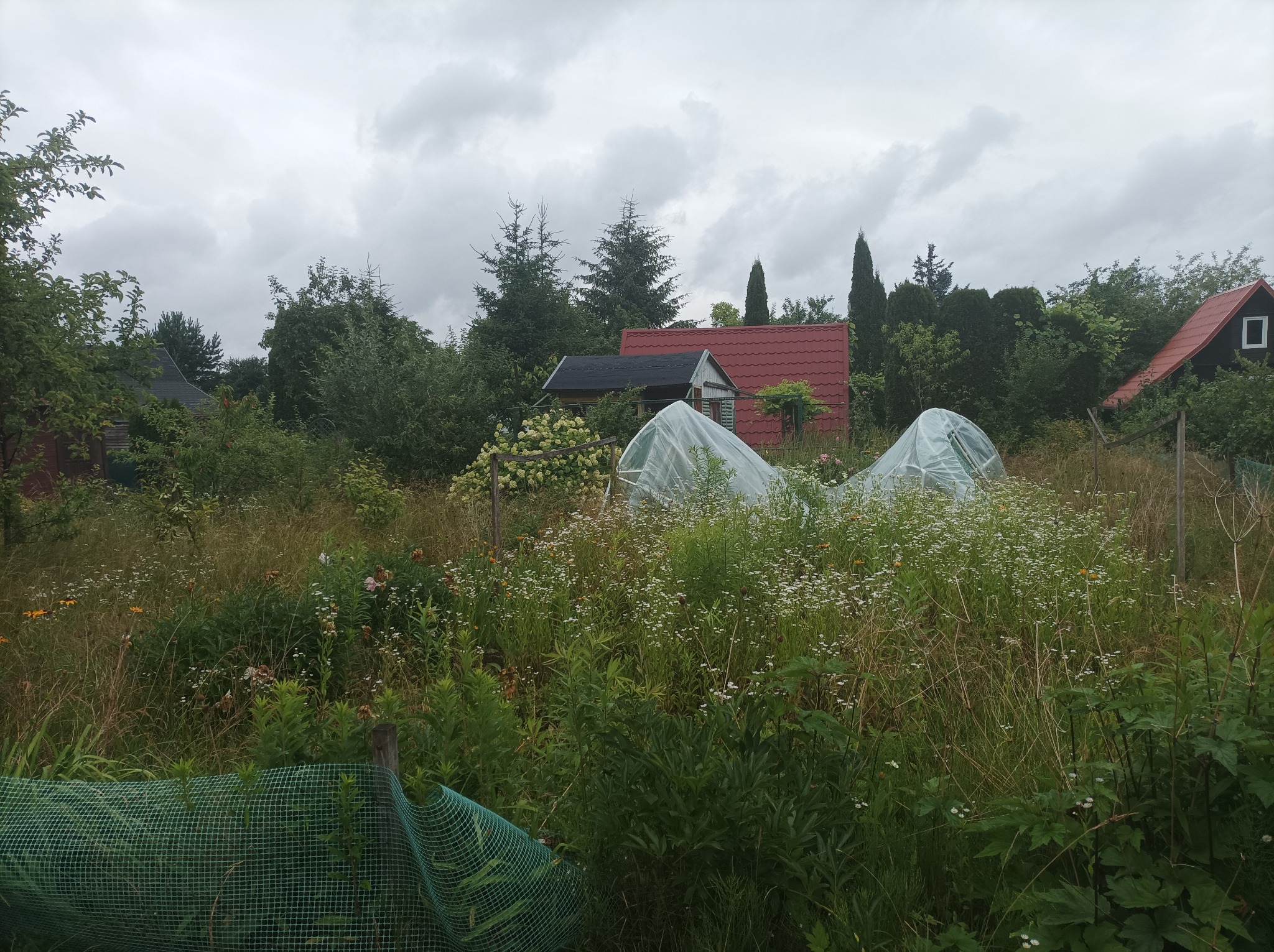 Sprzątanie działki PRZED