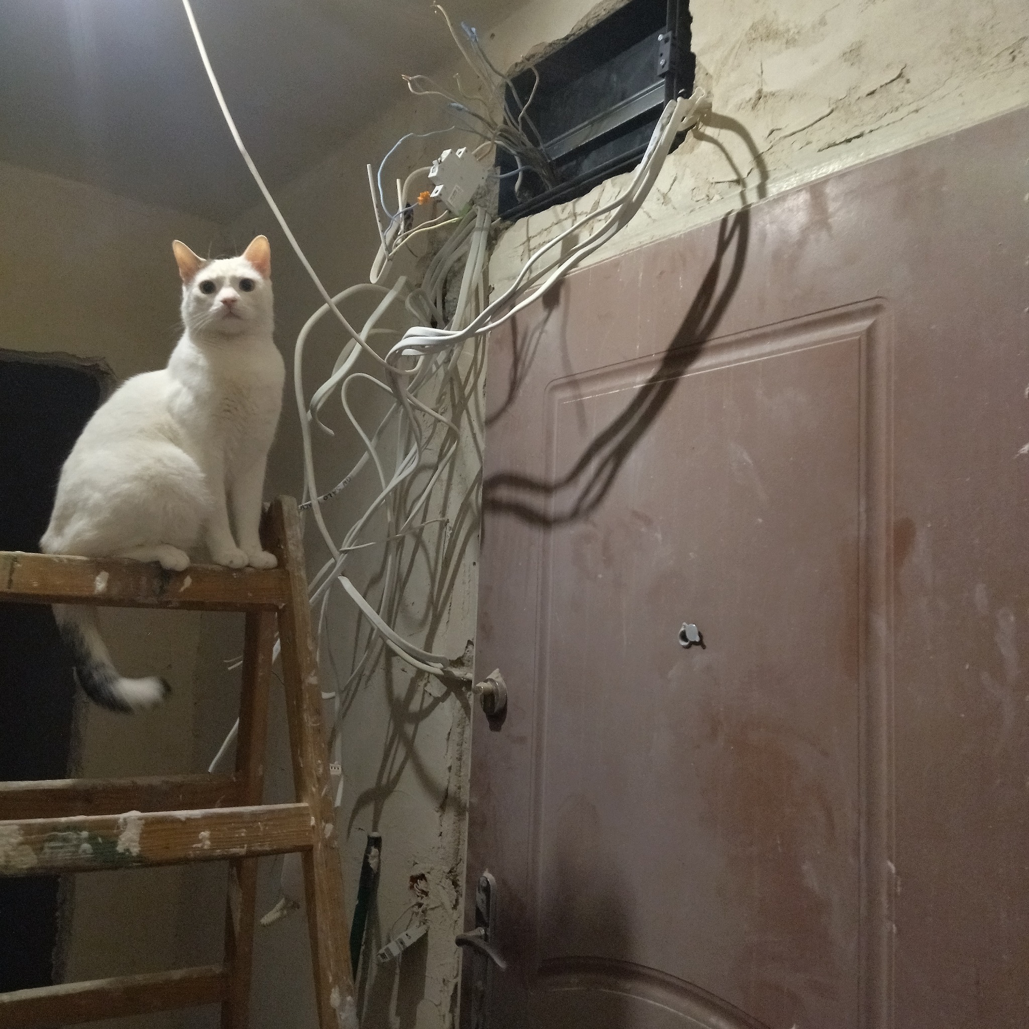 Rozgrzebana instalacja elektryczna nad drzwiami, biały kot siedzący na drabinie. Widoczne kable i puszka elektryczna. Remont w toku.
