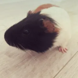 Trójkolorowa świnka morska (czarno-biało-brązowa) z długimi wibrysami na jasnej podłodze z paneli, sfotografowana z niskiej perspektywy.