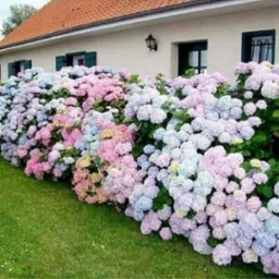 Kwitnące hortensje w odcieniach różu, błękitu i fioletu tworzą gęsty żywopłot wzdłuż jasnej elewacji domu z czerwonym dachem i zielonymi okiennicami.