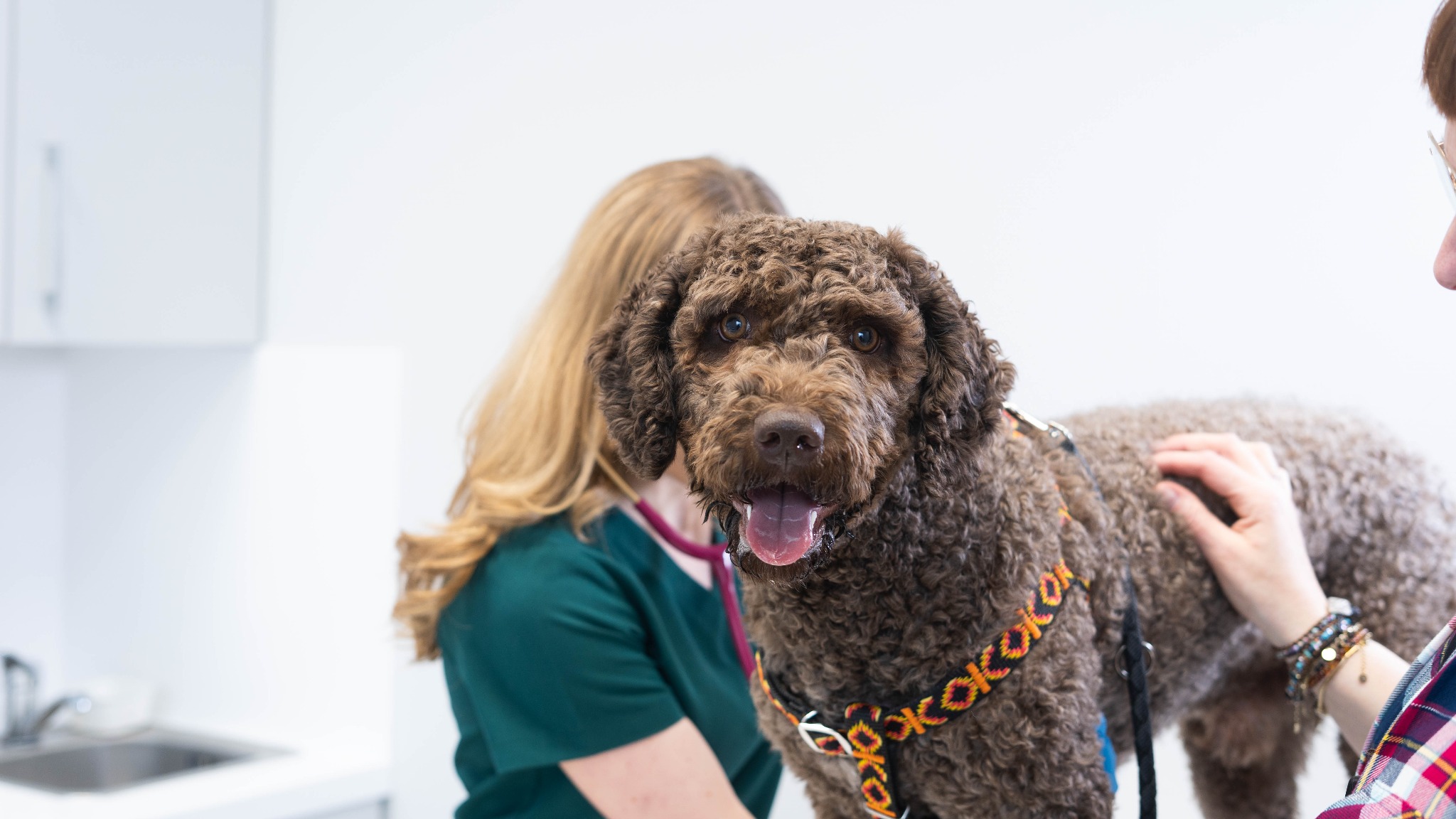 Brązowy pies rasy portugalski pies wodny w kolorowej uprzęży, stojący na stole w gabinecie, podczas badania przez lekarza weterynarii ze stetoskopem na szyi.