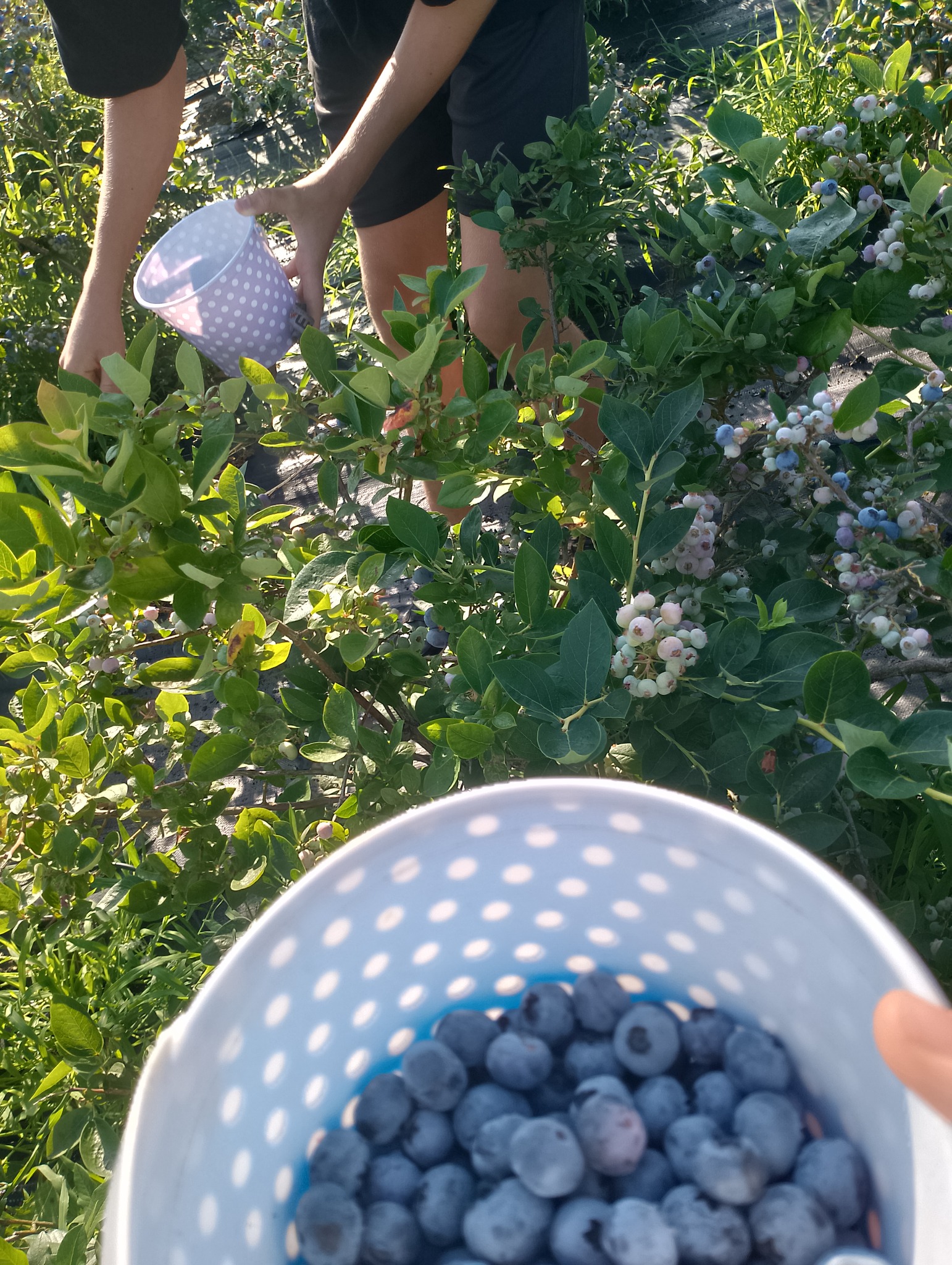 Osoba zbiera dojrzałe borówki amerykańskie do plastikowego wiaderka w kropki, widoczne krzewy z owocami w różnej fazie dojrzewania.