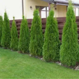 Równy szpaler zielonych tuj posadzonych wzdłuż drewnianego płotu, widok na zadbany trawnik i fragment kostki brukowej.