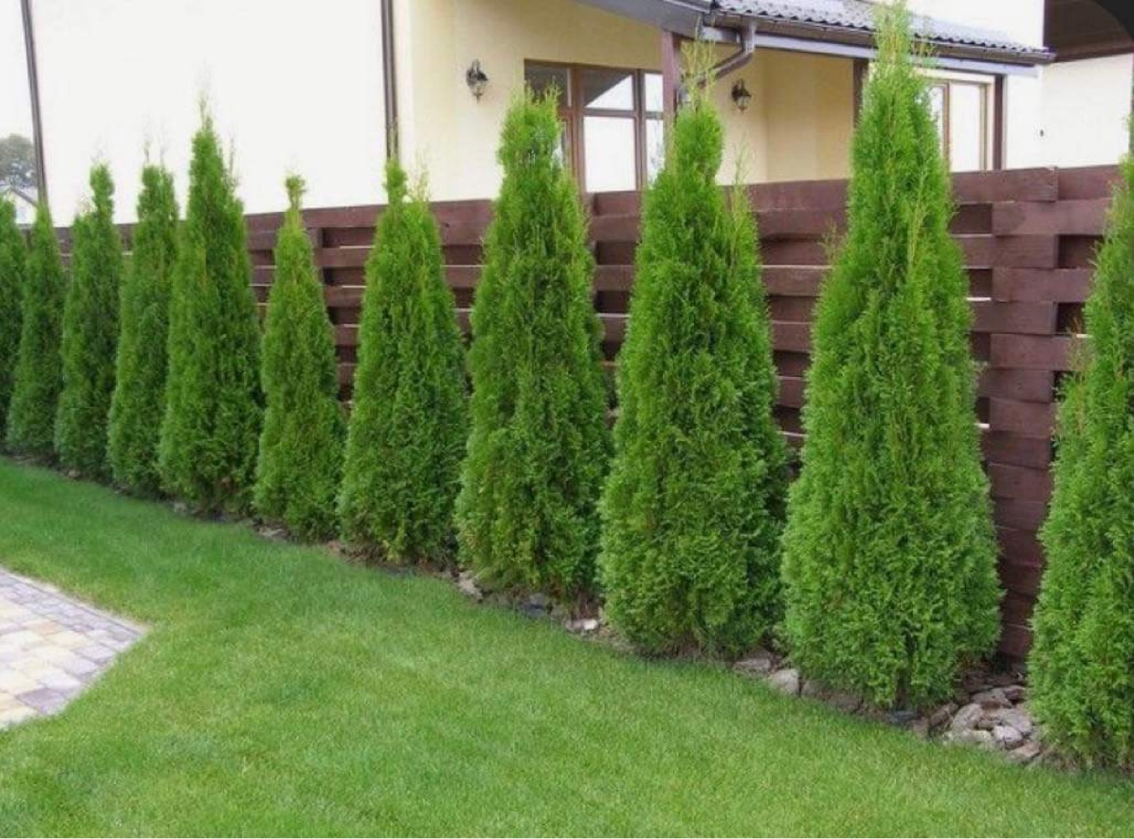 Równy szpaler zielonych tuj posadzonych wzdłuż drewnianego płotu, widok na zadbany trawnik i fragment kostki brukowej.