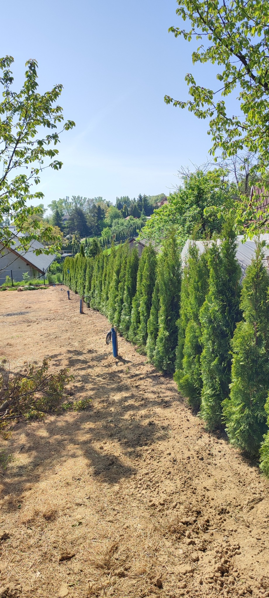 Równy szpaler świeżo posadzonych tuj na posesji w Skale, widoczne nawodnienie kropelkowe i przygotowane podłoże.