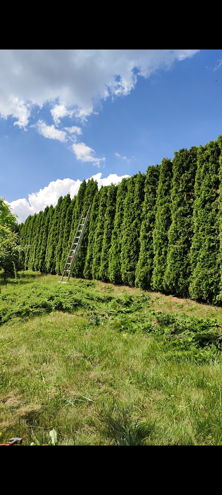 Długa, równo przycięta ściana z tuj z drabiną opartą o jedną z nich, ślady po cięciu na trawie, błękitne niebo z białymi chmurami w tle.