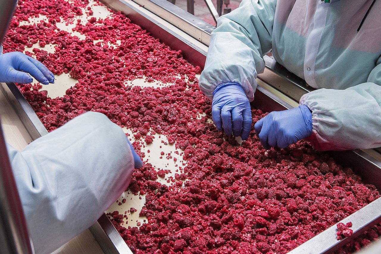 Pracownicy w niebieskich rękawicach sortują pokrojone, czerwone maliny na taśmie produkcyjnej w zakładzie przetwórstwa spożywczego.