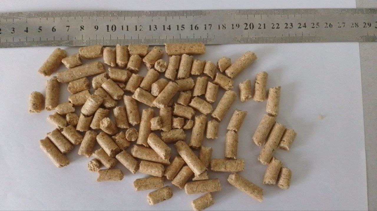 Jasne, cylindryczne granulki, prawdopodobnie pasza lub biopaliwo, rozrzucone na białym tle, z metalową miarką u góry, pokazującą ich przybliżony rozmiar.