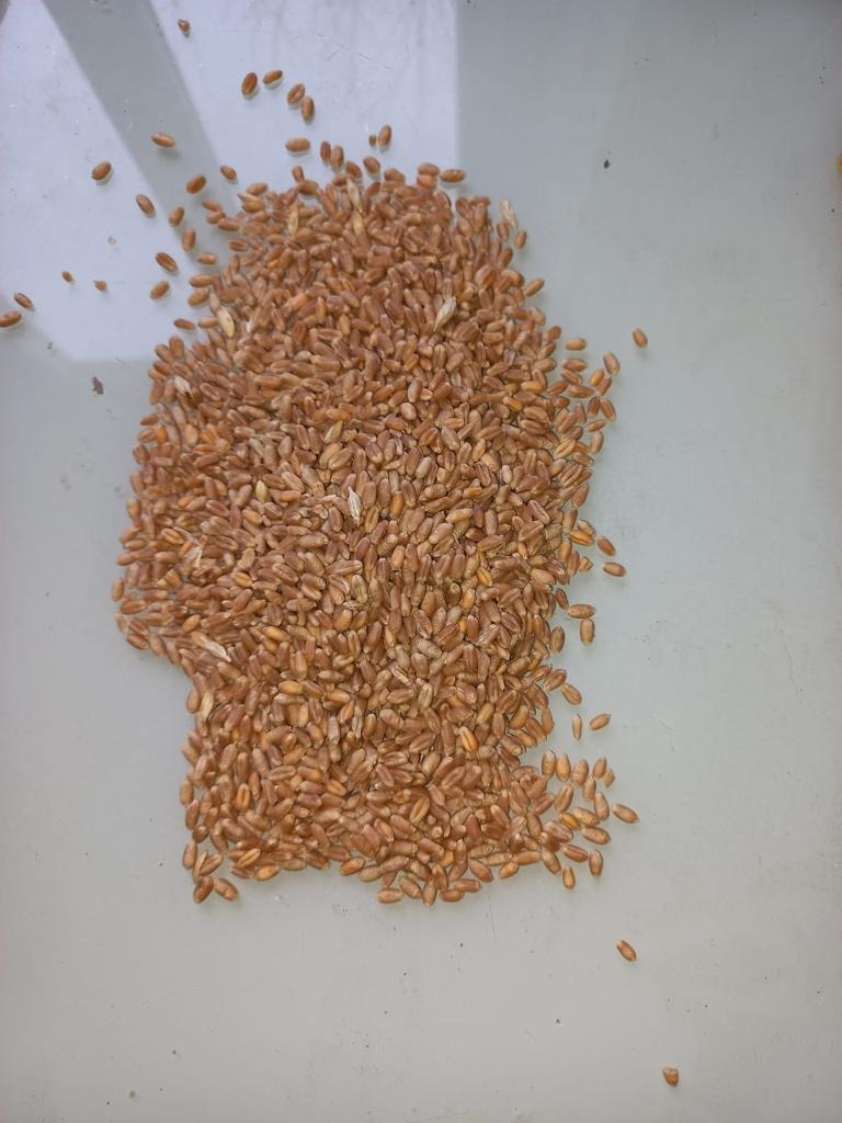 Pszenica Paszowa 11,2-11,4% Białko, Big-Bag lub luz, min 22 t.