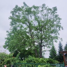 TreeCore - Wycinki Opole