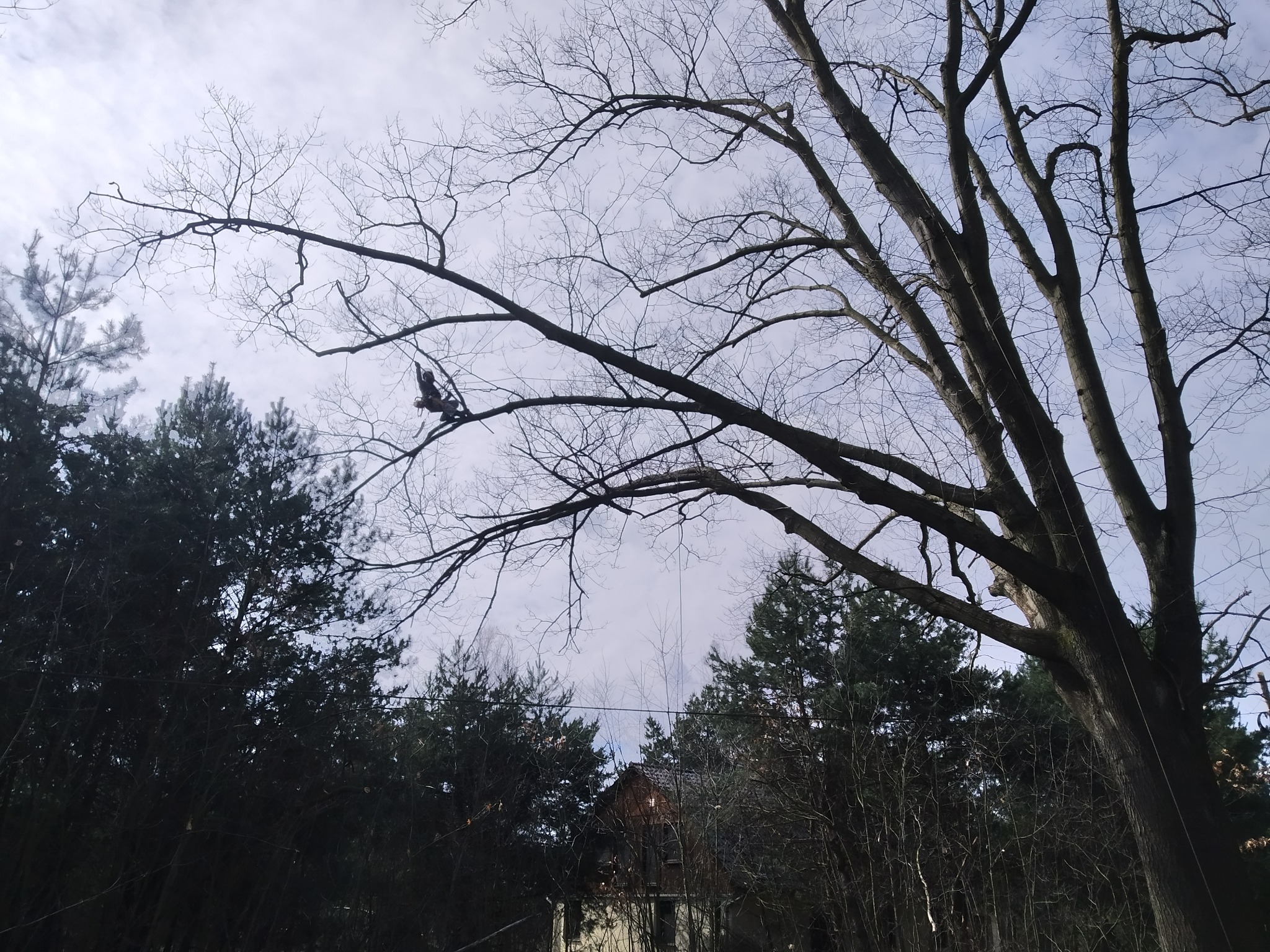 Pielęgnacja 160 letniego dęba czerwonego w Zielonej Górze