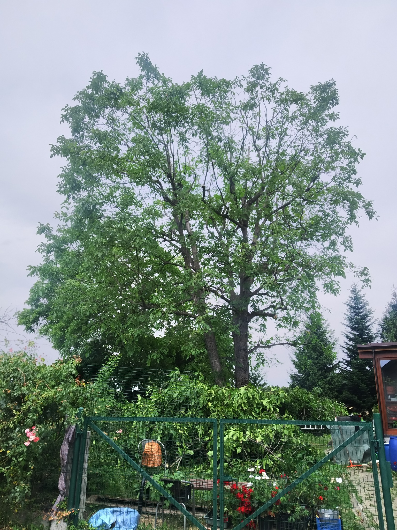 Orzech włoski po cięciach pielęgnacyjnych oraz założonych wiązaniach